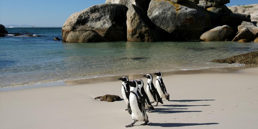 Pinguini Boulders Beach