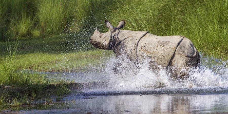 Splendido esemplare di rinoceronte asiatico