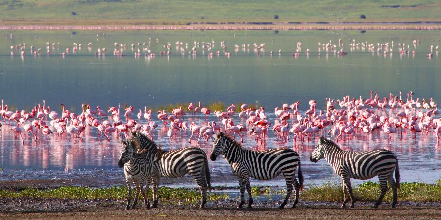 Zebre e Fenicotteri (cratere di Ngorongoro)